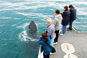 Jervis Bay Whale Watching Cruise