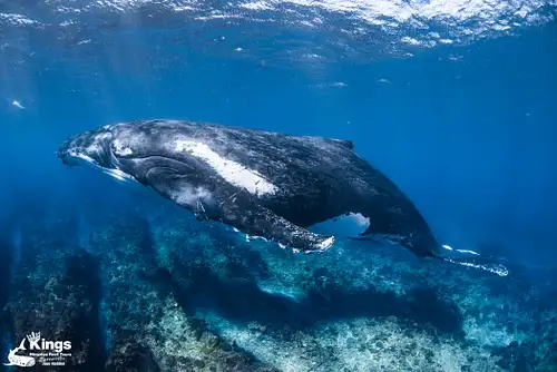 ningaloo reef tours
