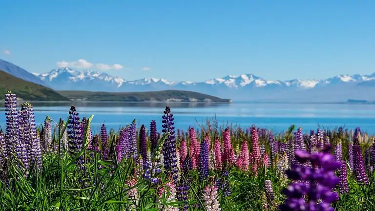 Mt Cook to Christchurch Transfer with Lake Tekapo Stop