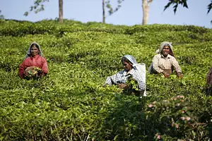 16 Day India Expedition: Sikkim, Assam & Nagaland