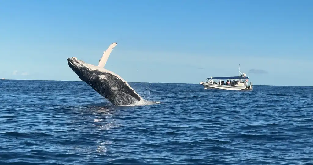 2-Hour Whale Watching Cruise in Mooloolaba | Small Group Tour